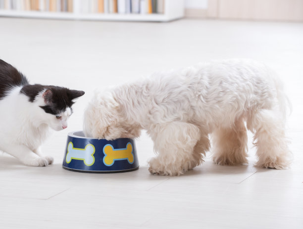 狗和猫从碗里吃东西图片下载