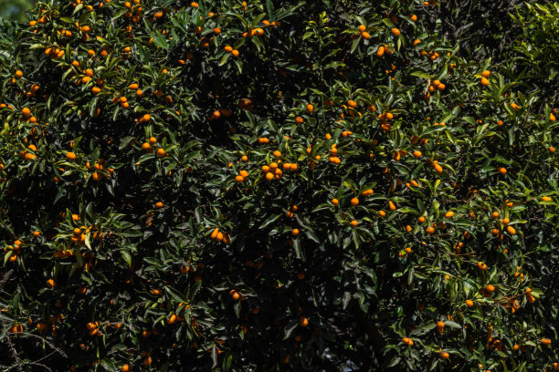 金橘植物图片下载