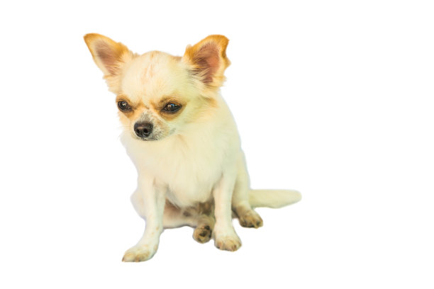白色背景上的吉娃娃狗真可爱图片下载