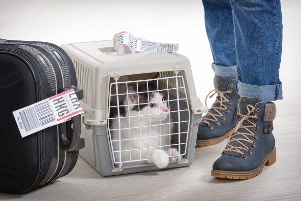 在航空公司宠物货运箱中的猫素材图片