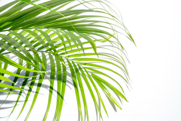 绿色的棕榈叶和白色背景上的阴影图片下载