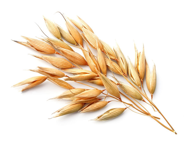 燕麦植物图片下载