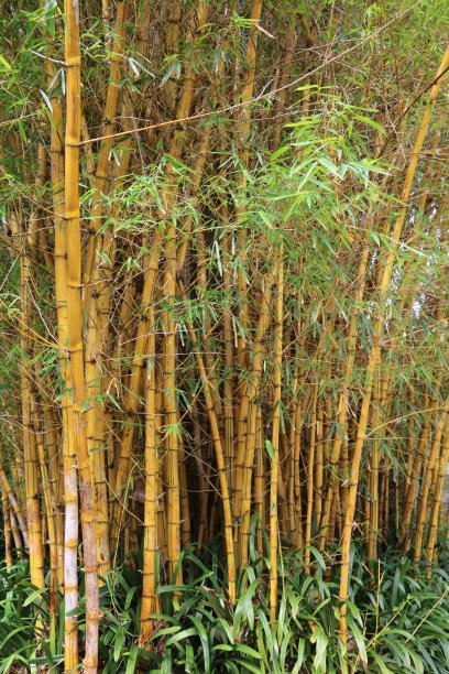 澳大利亚新南威尔士州的巨型竹子悉尼图片下载