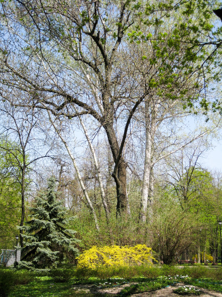 公园里的春天图片下载