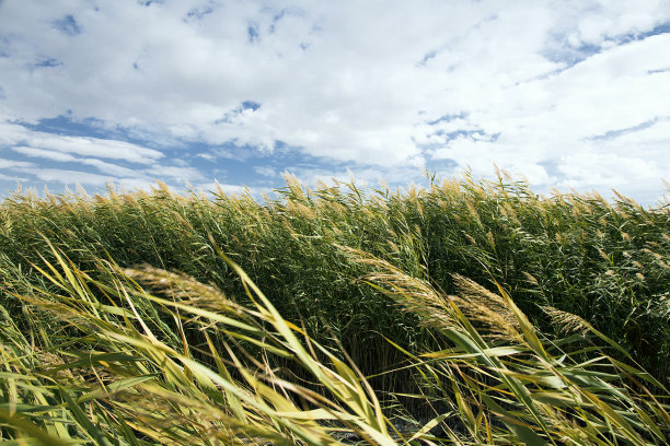 芦苇，天空，云彩和阳光。自然背景图片下载