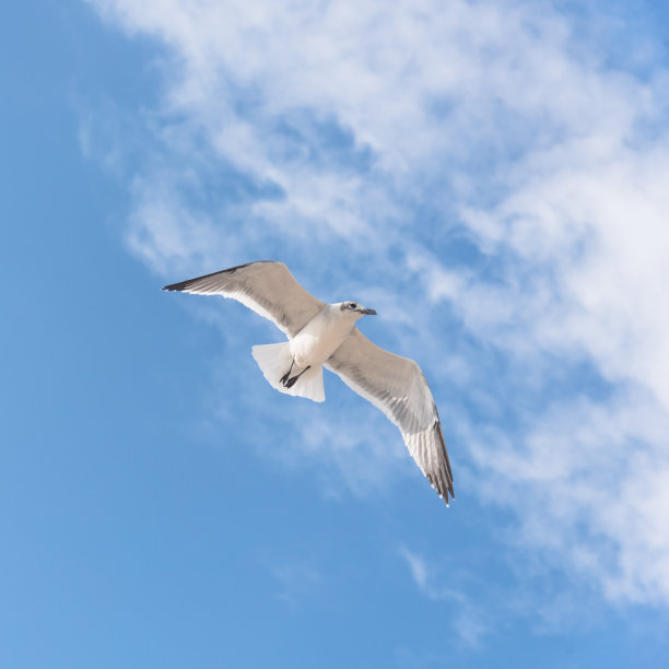 一只海鸥在云蓝色的天空上飞翔图片下载