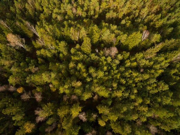 天线:秋天的巴伐利亚森林图片下载
