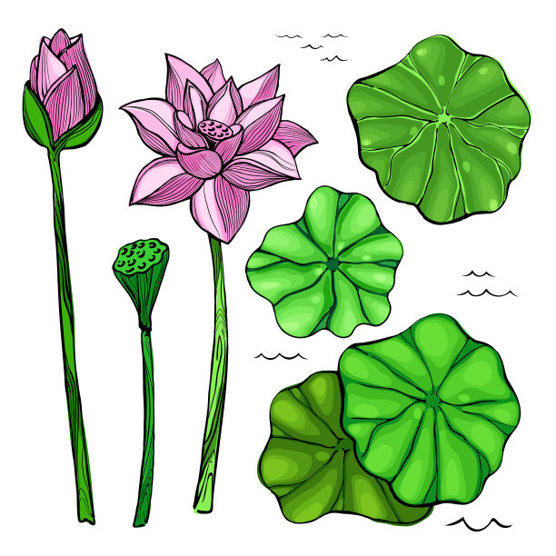 荷花和荷叶图片下载