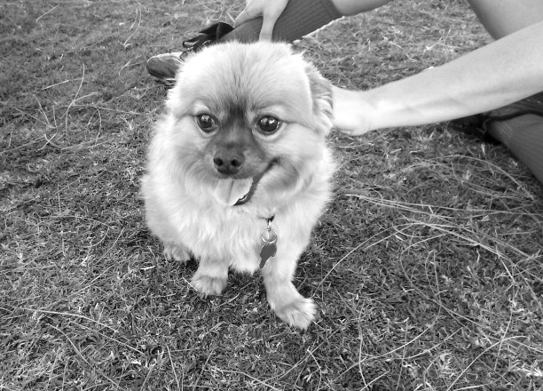 爱抚的波美拉尼亚的图片下载