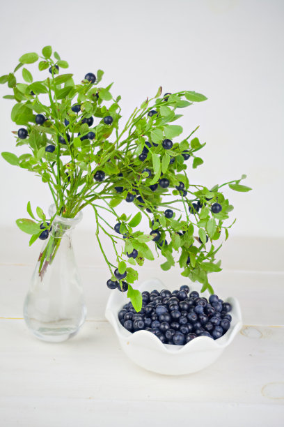 夏天白色背景上的蓝莓图片下载