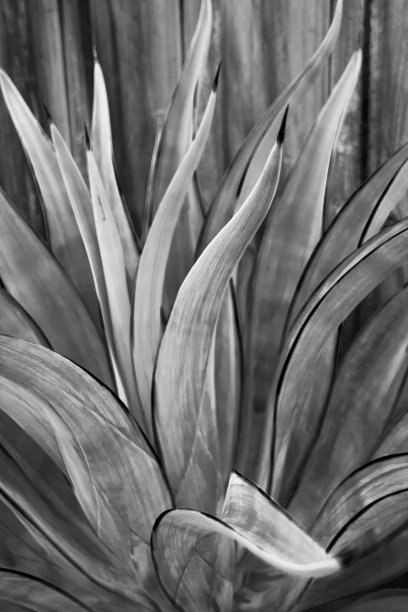 龙舌兰，黑白相间，自然美丽图片下载