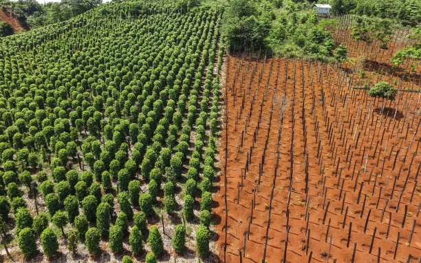 苏拉威西岛的胡椒农场图片下载