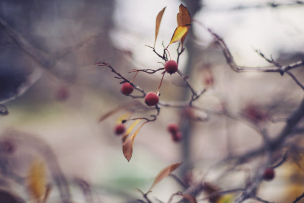 冬季背景与山楂浆果在光秃秃的树枝上素材图片