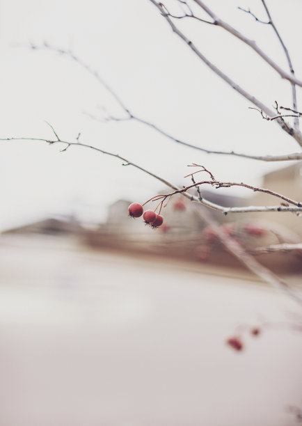 冬季背景与山楂浆果在光秃秃的树枝上素材图片