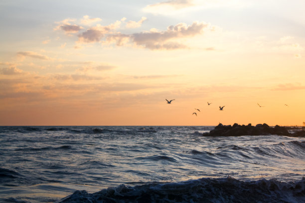 日落时海鸥在海面上飞翔图片下载