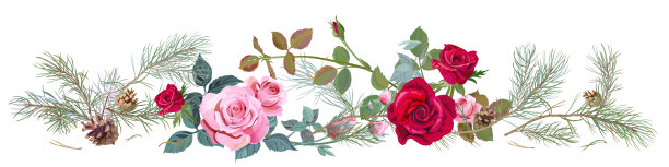 全景有红色，粉红色的玫瑰，松枝和球果，针叶。水平边界为圣诞节:花，芽，叶在白色的背景，数字绘制插图，水彩风格，矢量图片下载