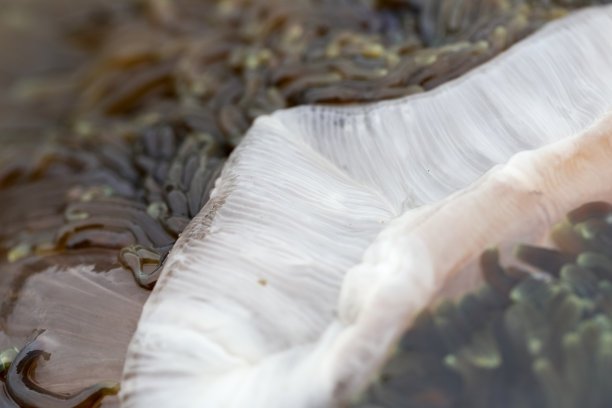 海葵是一类海洋生物，为教育目的，海葵被分类在刺胞动物门、珊瑚纲、六放珊瑚亚纲中。图片下载