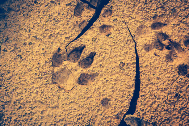 有裂缝的地面上有狗的脚印。复古基调的影响。图片下载