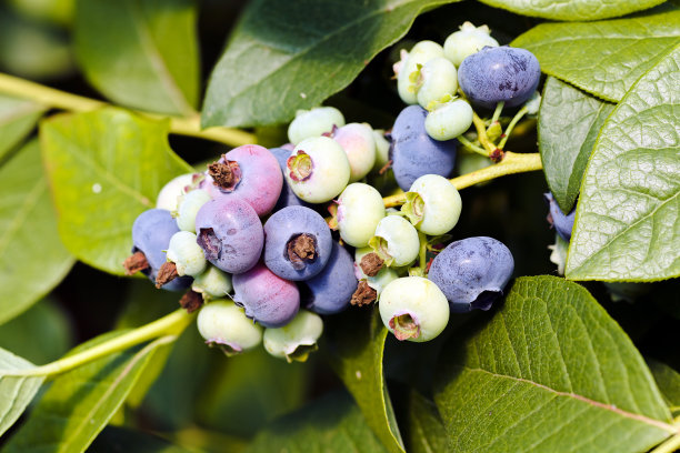 树枝上的蓝莓果实图片下载