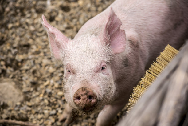 猪圈上的猪图片下载