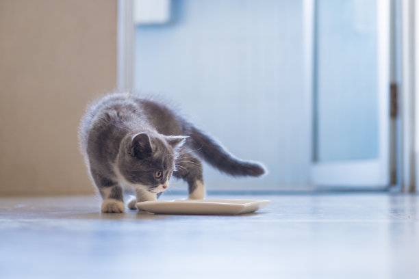 这只灰色的小猫正在室内吃喝射击。素材图片