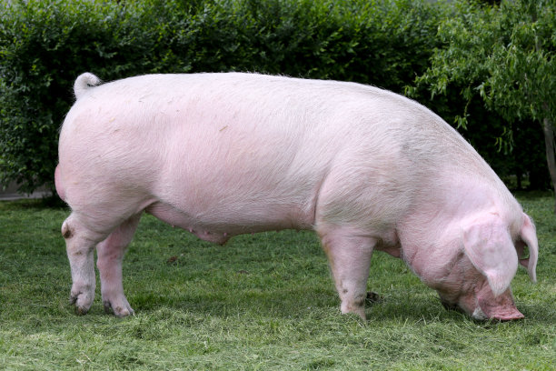 一个年轻的家猪母猪在动物农场夏天的侧面照片图片下载