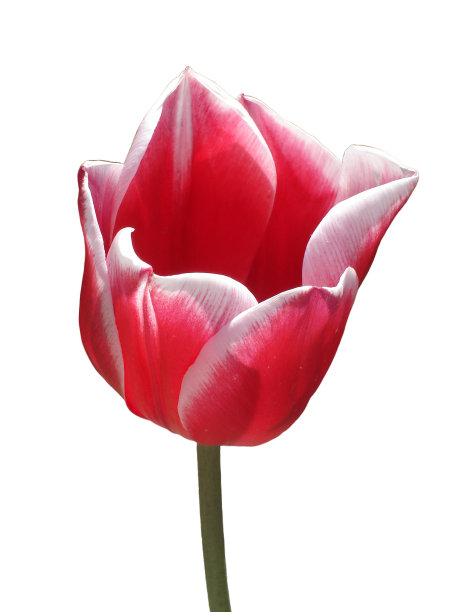 一朵名为“Olga”的郁金香孤零零地长在白色的花瓣上。图片下载