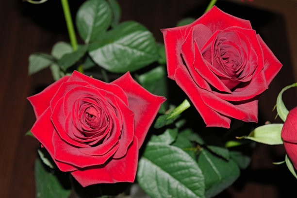 模糊的背景上的红玫瑰。图片下载