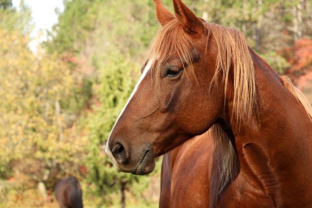 秋天，马站在绿色的田野上图片下载