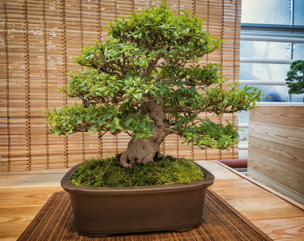 迷你绿色盆景树在室内。杜鹃盆景图片下载