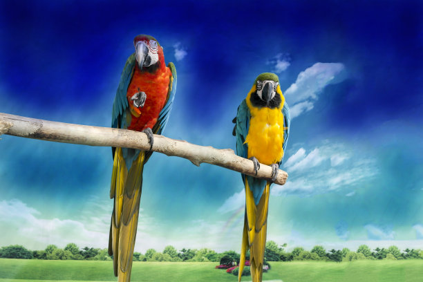 两只鹦鹉吐露秘密图片下载