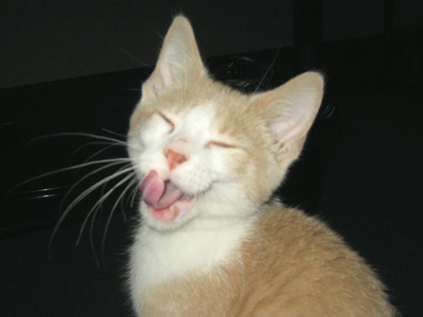 伸出舌头的猫图片下载