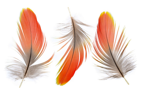 羽毛。图片下载