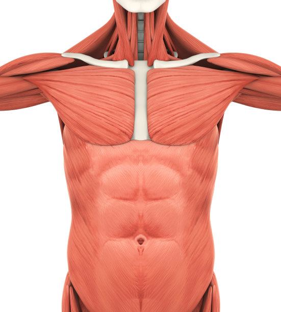 上前肌解剖学图片下载