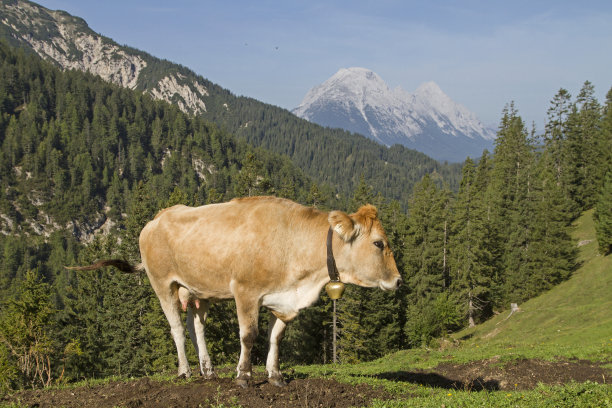 卡温德尔山脉草地上的奶牛图片下载