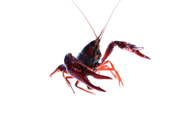 小龙虾，白色背景，特写素材图片