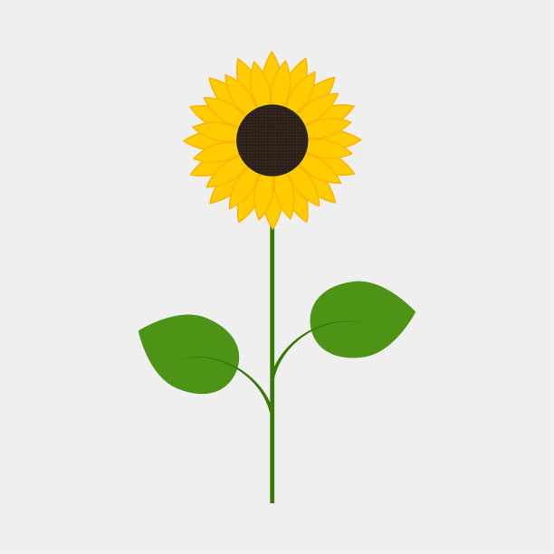向日葵孤立在白色背景上素材图片