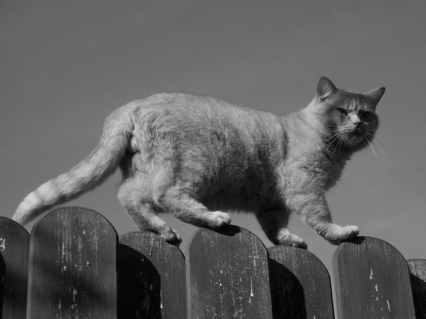 走猫步图片下载