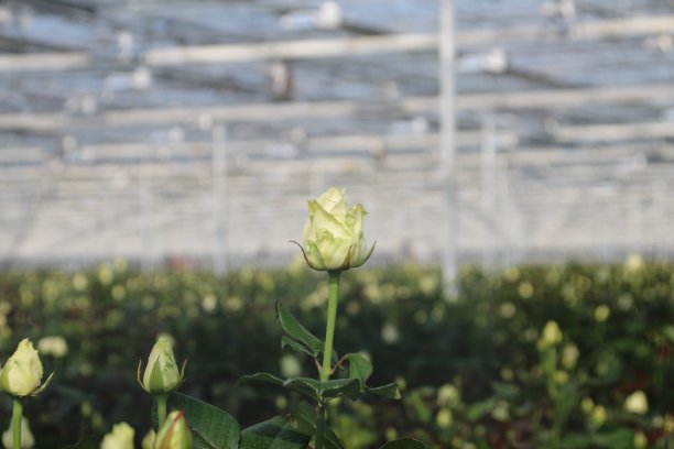 泽文惠镇温室苗圃前景上的白玫瑰图片下载