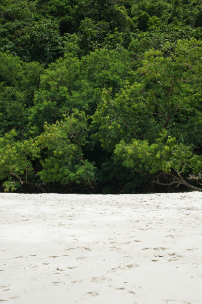 海滩和绿色的森林灌木丛。图片下载