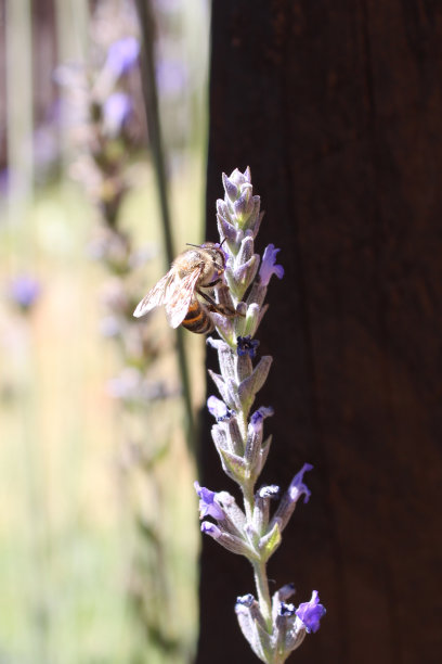 薰衣草枝上的蜜蜂图片下载