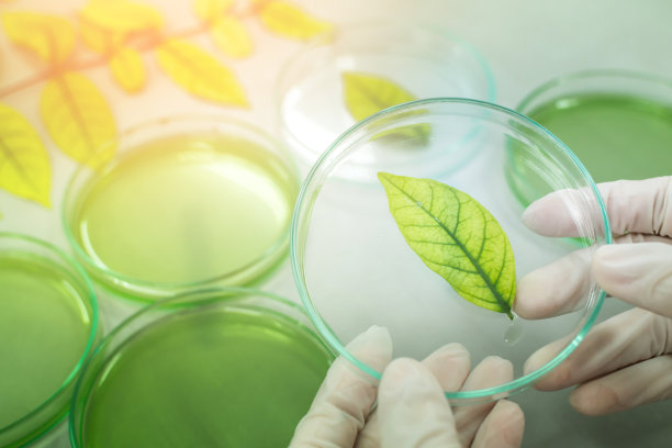 在实验室研究草药，测试药物图片下载