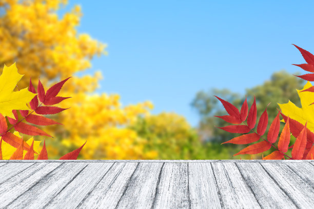 破旧别致的木桌，金色的秋叶映衬着蓝天图片下载