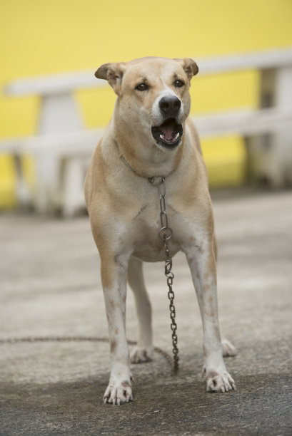 狗的背是站立的。图片下载