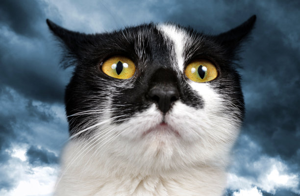 黑白相间的猫头。图片下载