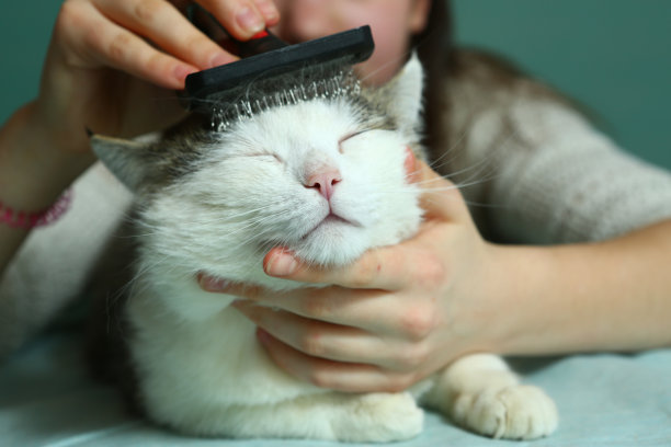 猫正在梳毛和少女图片下载