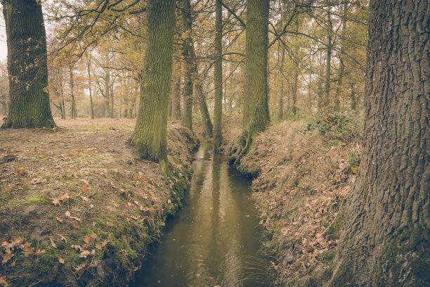 水平复古小溪流的照片拍摄于寒冷的秋日，地面覆盖着棕色的树叶。两边的树都长满了苔藓。天空被云所覆盖。图片下载