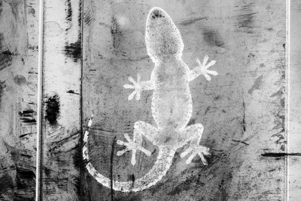 壁虎/蜥蜴腹部视图的特写图片下载