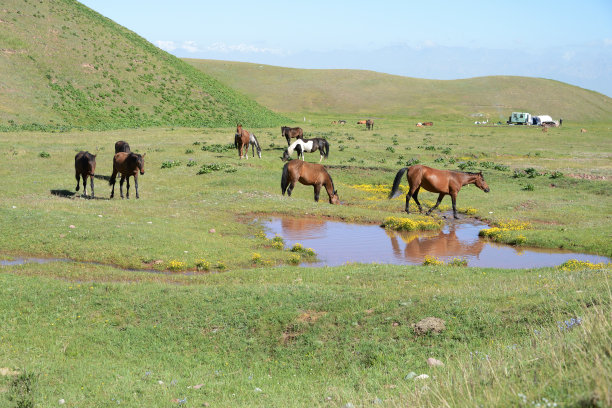 自由奔马，帕米尔山脉，吉尔吉斯斯坦图片下载