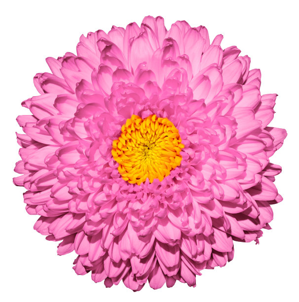 粉红色菊花(金雏菊)花与黄色心微距摄影孤立在白色上图片下载